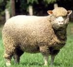 Spinn själv!  topsband av 100% ull, grå merino, 23 micron